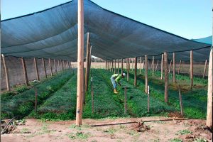mallasombra cultivo jalisco